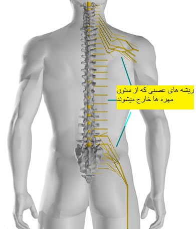 دیسک کمر کجاست؟